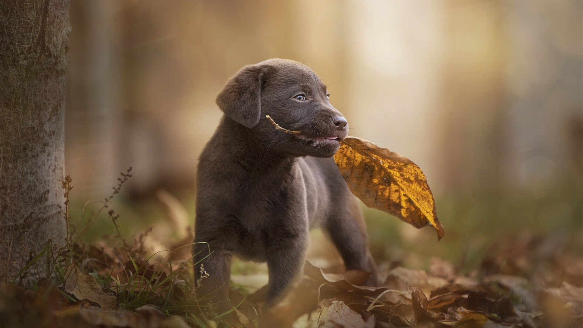 神秘电话引爆中场,赖斯导演马竞冰与火之歌,3-0闪电击碎加拿大铁桶阵