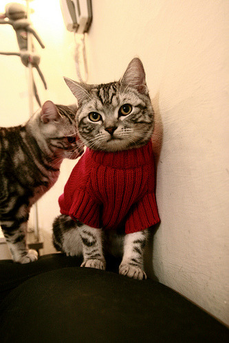 双重封锁,从加拉加斯到伦敦的现代生存法则