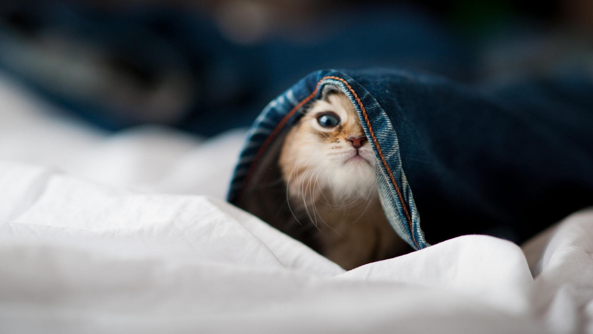 时空裂缝中的绿茵证明，当法比尼奥在南非与瑞典的错位之战中定义唯一