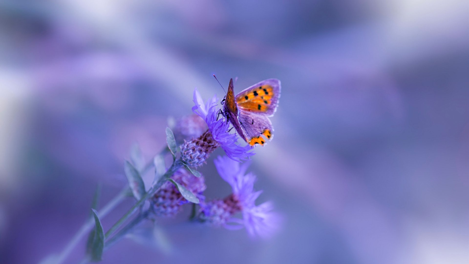 英超争冠焦点战，雷霆正面击溃奇才的体育启示录