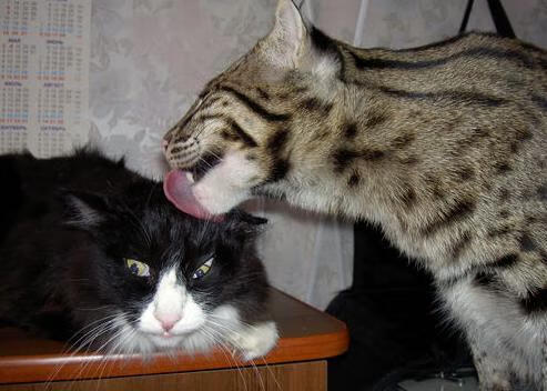 交响乐与战鼓，佩德里的艺术足球与塞内加尔的非洲力量如何重塑世界足坛格局