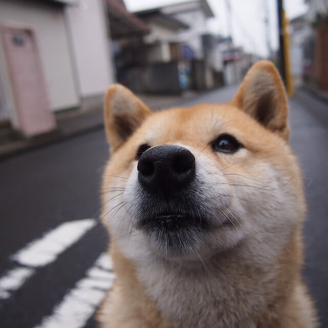 罗德里戈一剑封喉，阿根廷军团制霸马德里