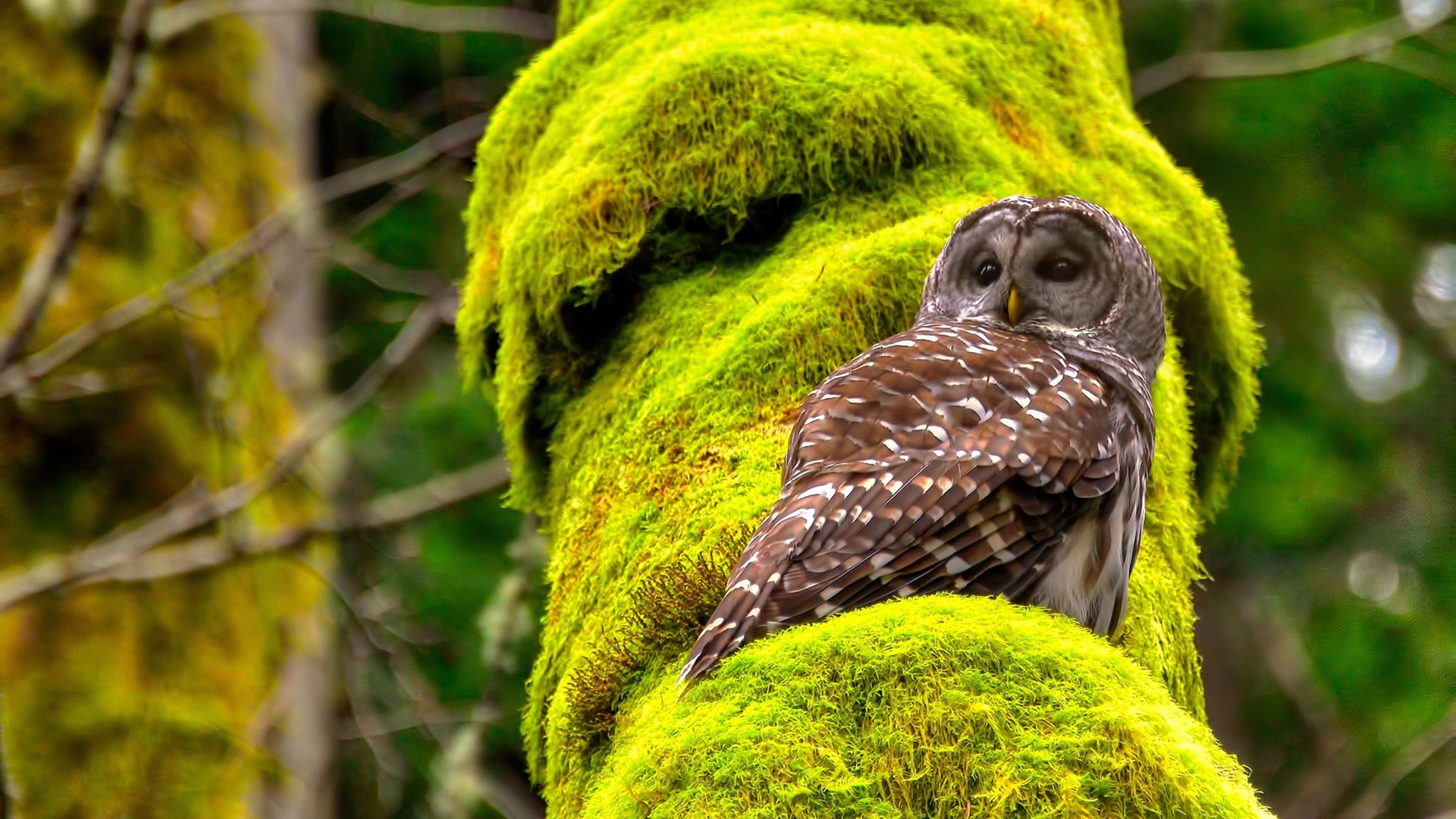 看到NBA季后赛之夜和卢卡库并列出现，这个奇妙的组合本身就极具话题性，为创作提供了独特的切入角度。我们可以从几个方向来构思这个唯一性的故事