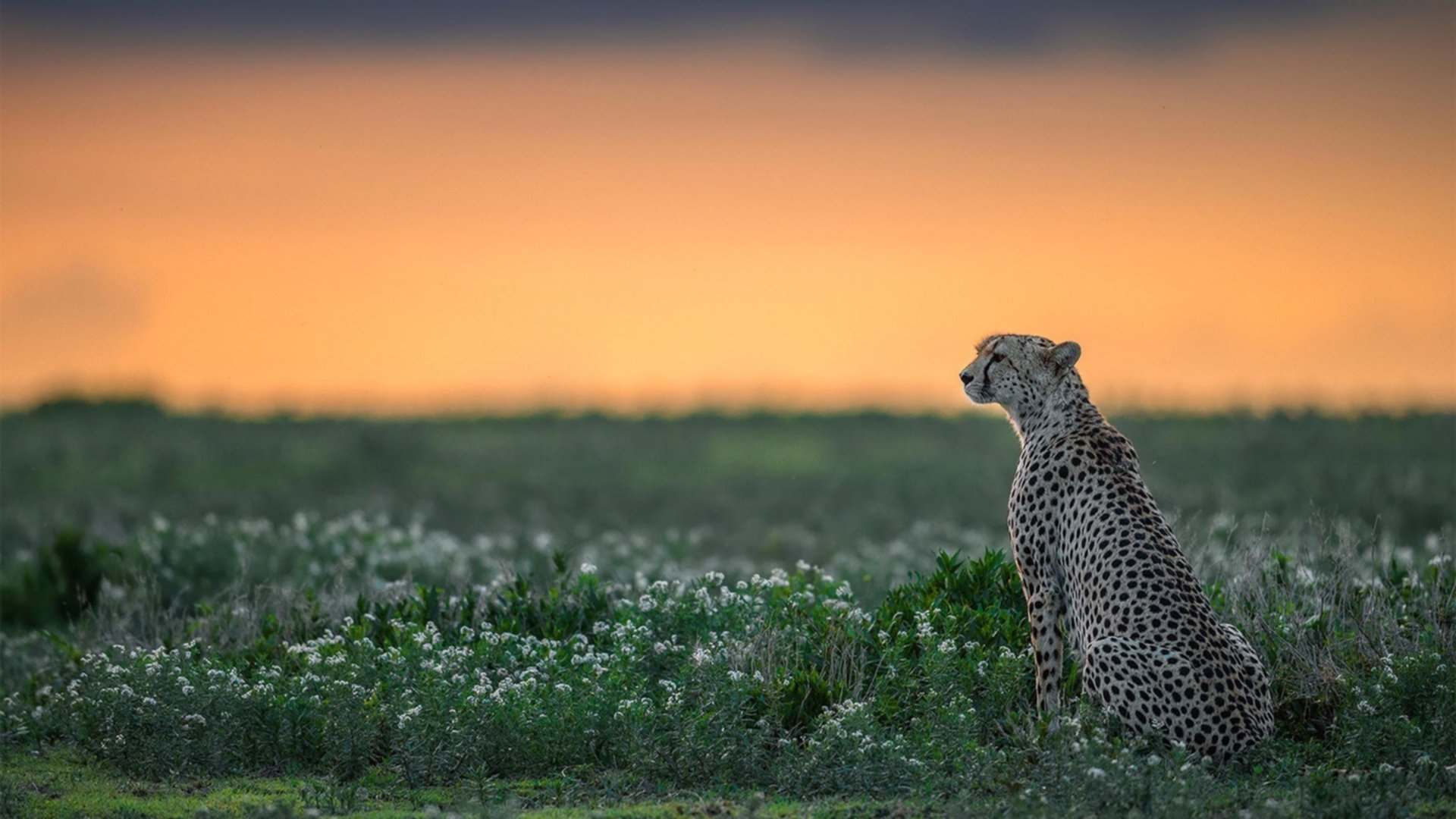 绝境铁骑，活塞窒息防守绞杀开拓者，38岁詹姆斯末节封神