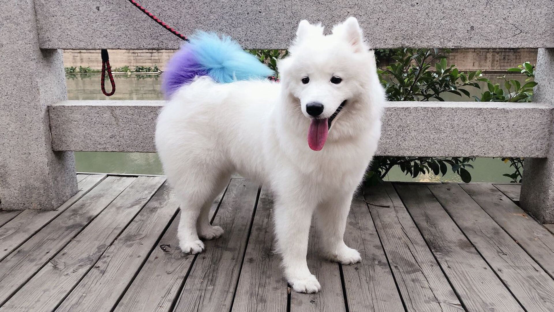 当篮筐化为球门，2026篮球世界杯焦点战，太阳以足球之道力克骑士