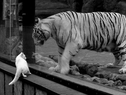 千年沙场对决，当埃及法老之矛刺向马德里，卡瓦哈尔以血肉筑起长城