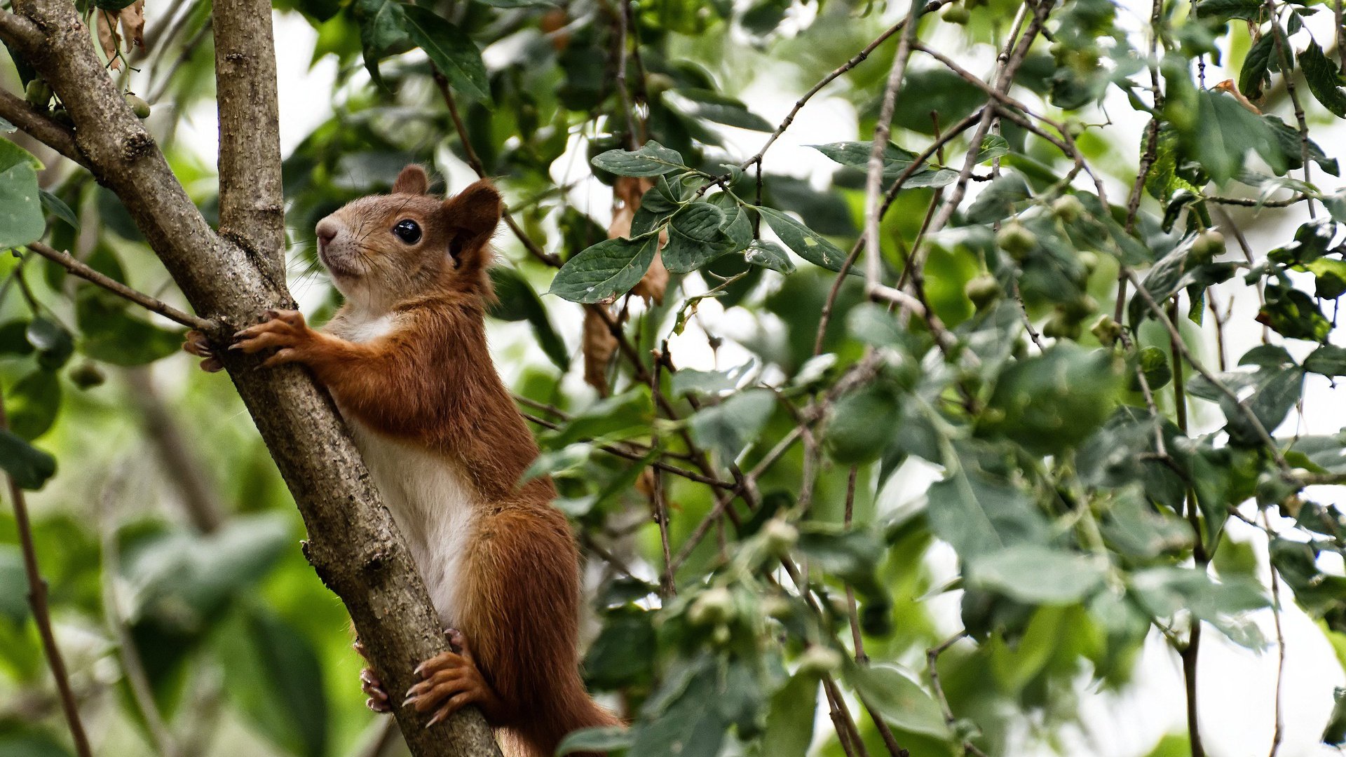 天空与大地之间，赖斯推开中国足球叹息之门的唯一一击