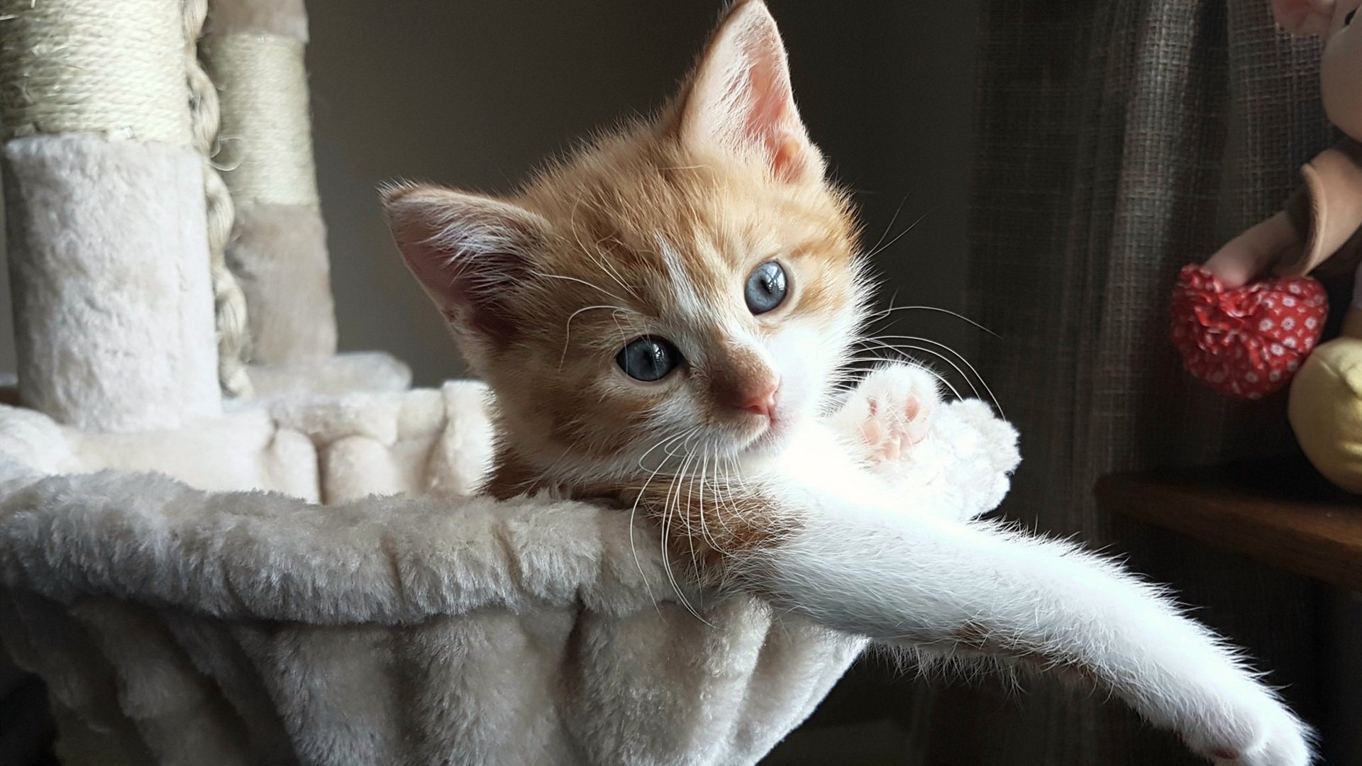 开云体育在线-蝴蝶夫人与她的平克顿，卡马文加如何在澳大利亚的舞台上，完成一场属于个人的意大利征服