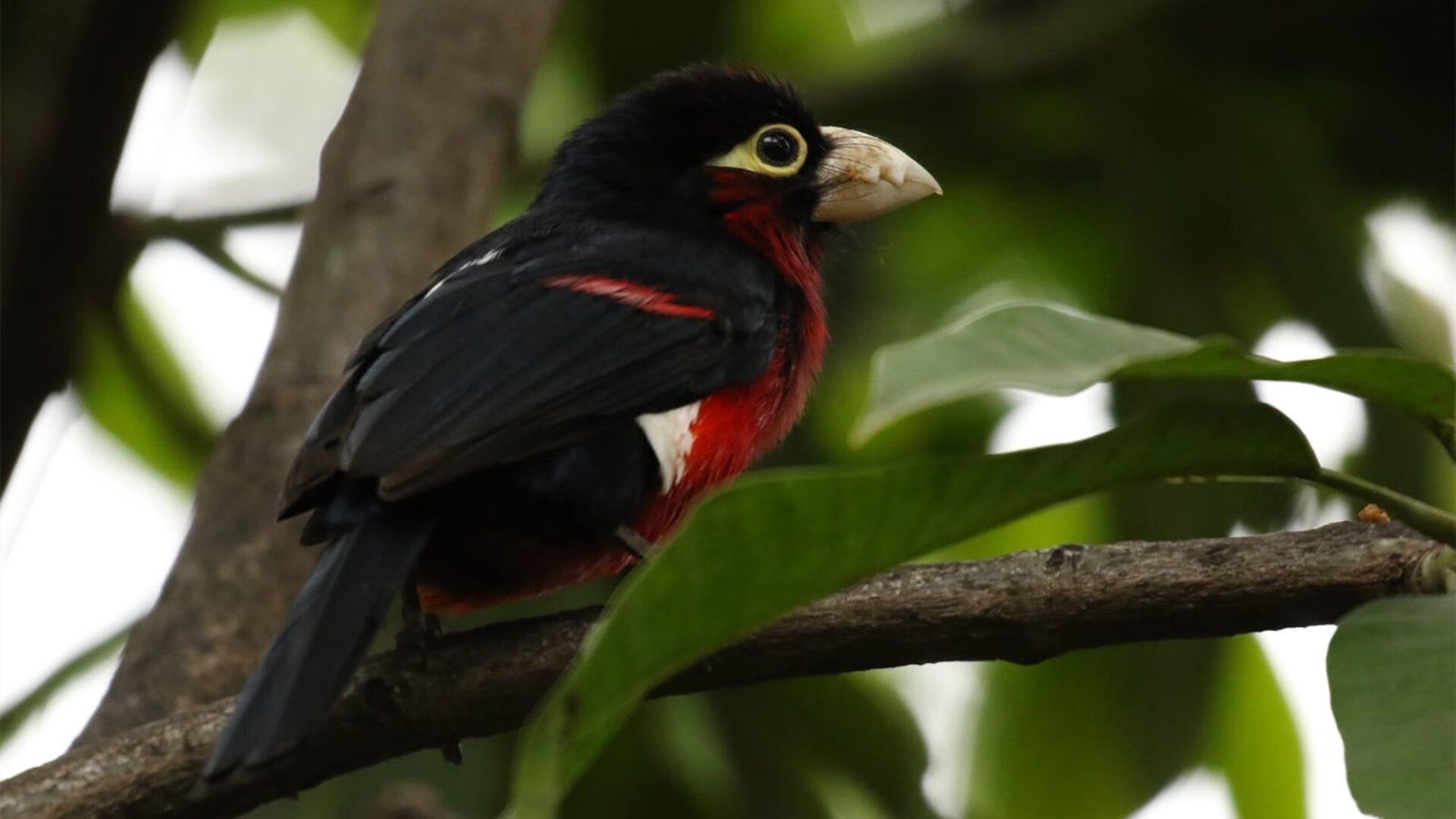 开云体育中国-乔治狂暴输出，森林狼主场血洗上海队