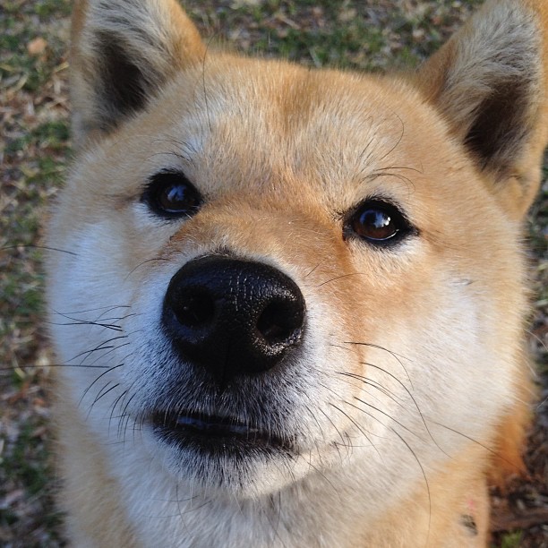 当奥亚尔萨瓦尔化身禁区幽灵，波兰军团如何用纪律的绞索勒死塞维利亚？