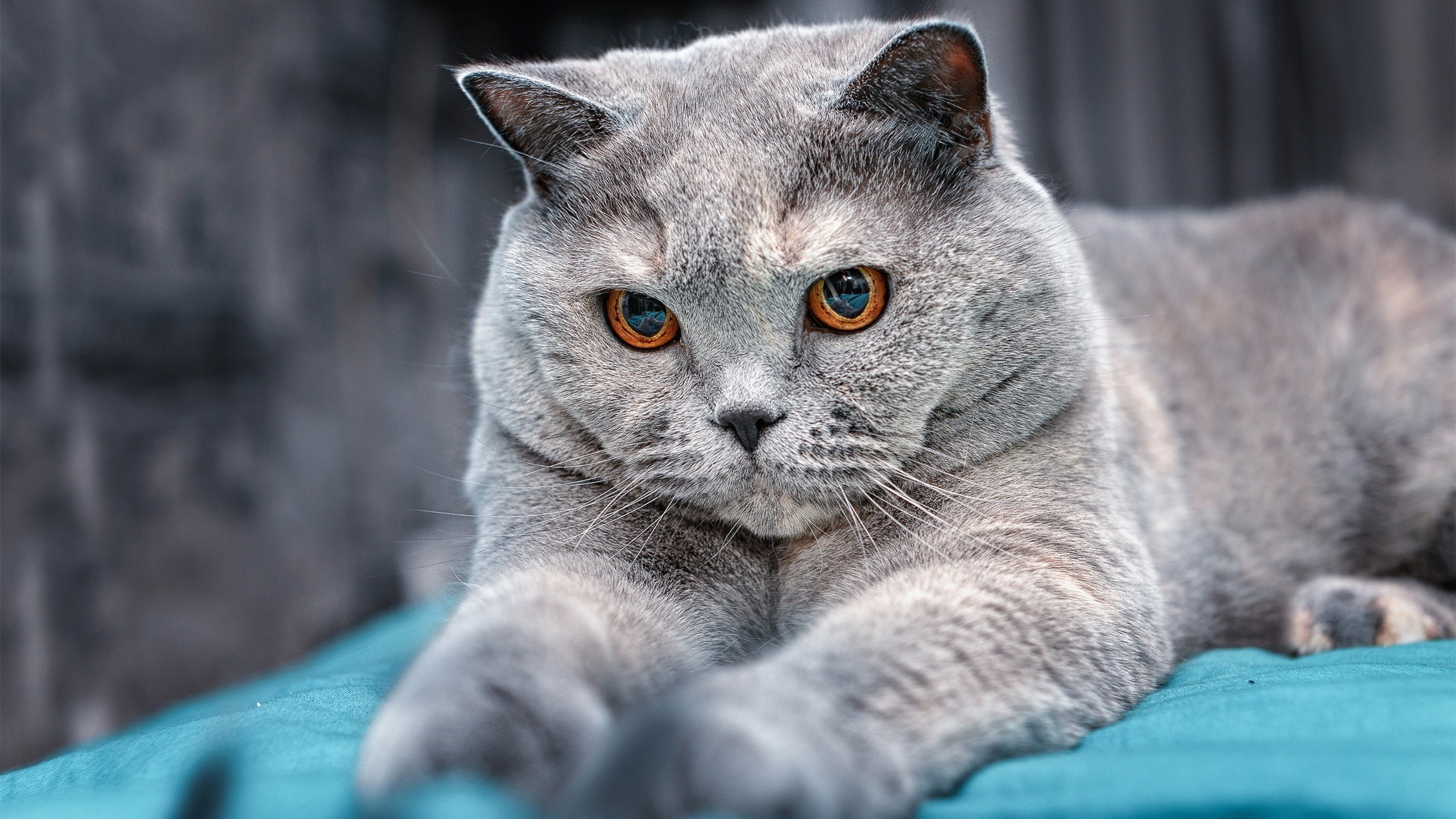 意甲焦点战与巴萨淘汰赛，欧洲足坛的激情之夜